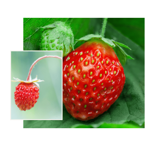 Naschgarten - Erdbeere
