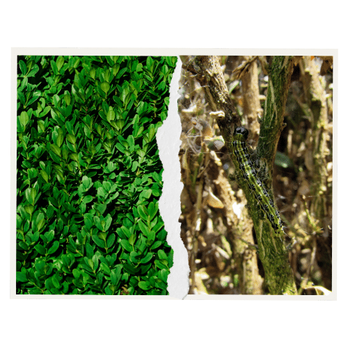 Blog - Buchsbaumzünsler