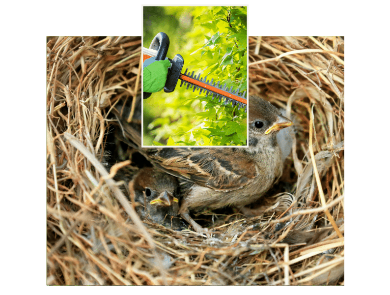 Heckenschnitt im Sommer