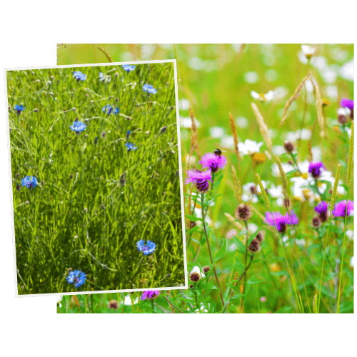 Rasen vs. Blumenwiese