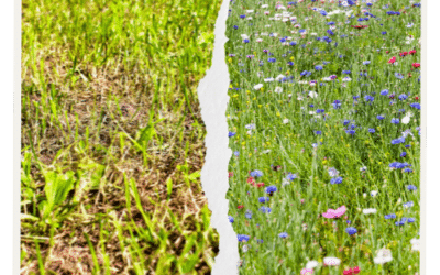 Blumenmeer statt vertrocknetem Rasen