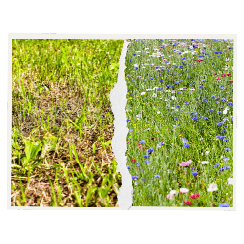 Rasen vs. Blumenwiese