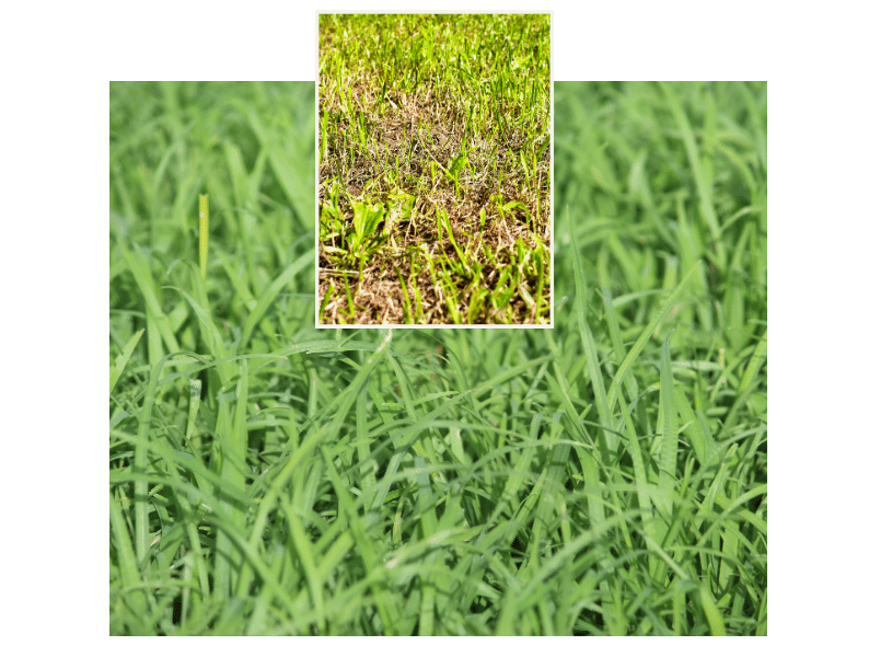 Hirse im Rasen bekämpfen