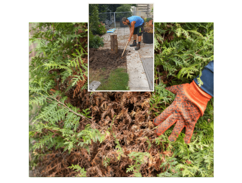 Lehmiger Boden fördert Thujasterben