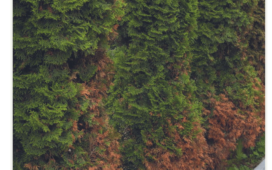 Blog - Thuja Alternativen