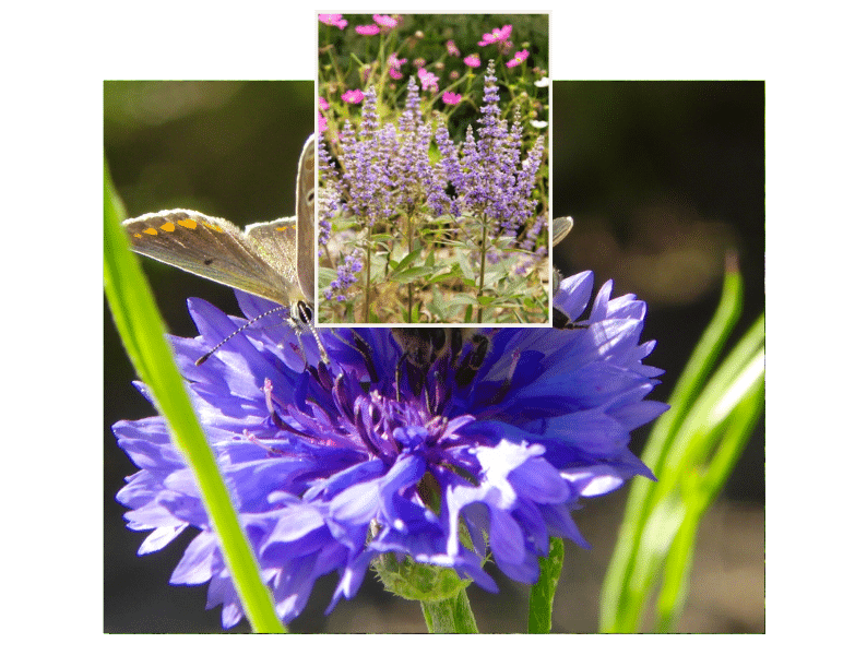 Wildbienenhotel und Schmetterlingsblume