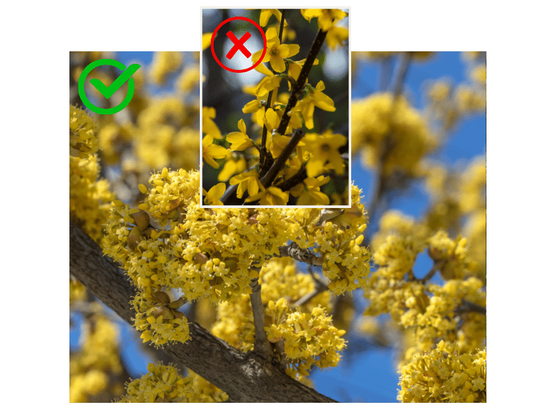 Die dunkle Seite der Forsythie