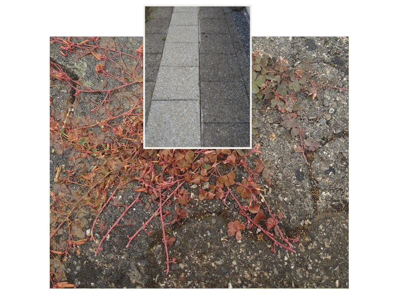 Unkraut vernichten mit Dampf