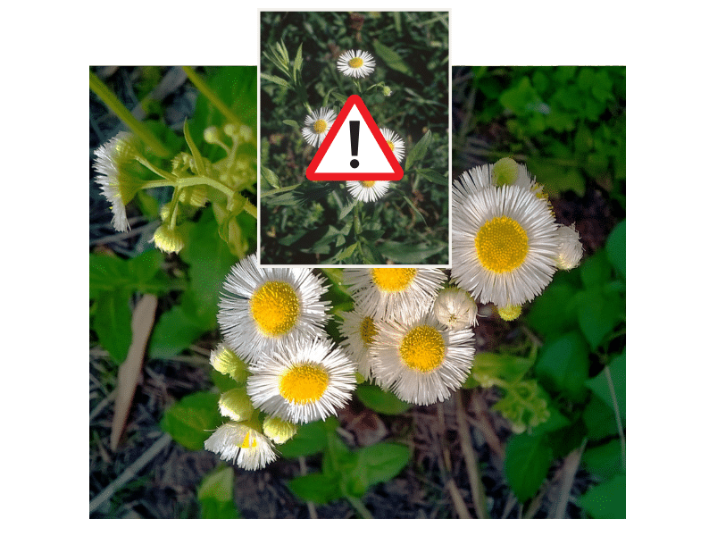 Einjähriges Berufkraut