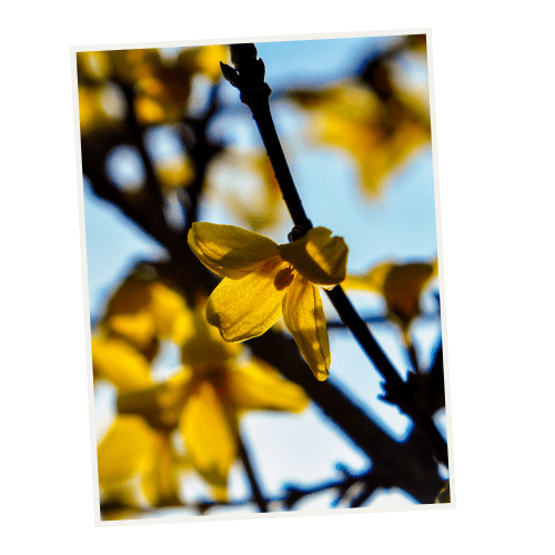 JOHO Garten AG | Pflanzenalarm! Forsythie
