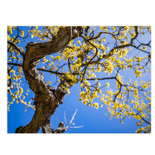 JOHO Garten AG | Pflanzenalarm! Forsythie