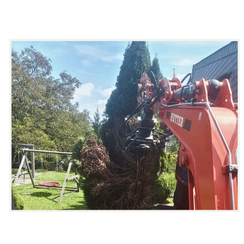 Lehmiger Boden, Thuja trocknen aus und müssen durch andere Pflanzen ersetzt werden.