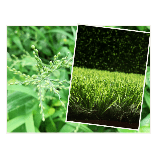 Hirse im Rasen: Warum der Boden entscheidend ist und was du tun kannst