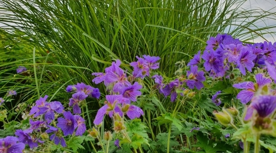 Gartenbepflanzung