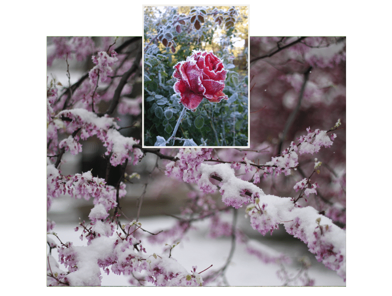 Die Eisheiligen in der Schweiz