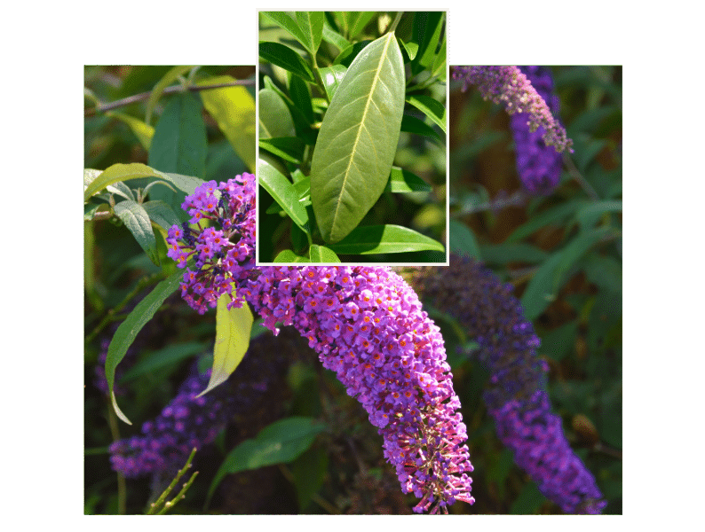 Kirschlorbeer & Sommerflieder