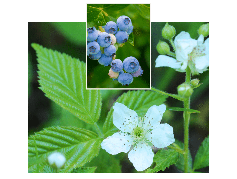 Die Magie der Beerenzwerge