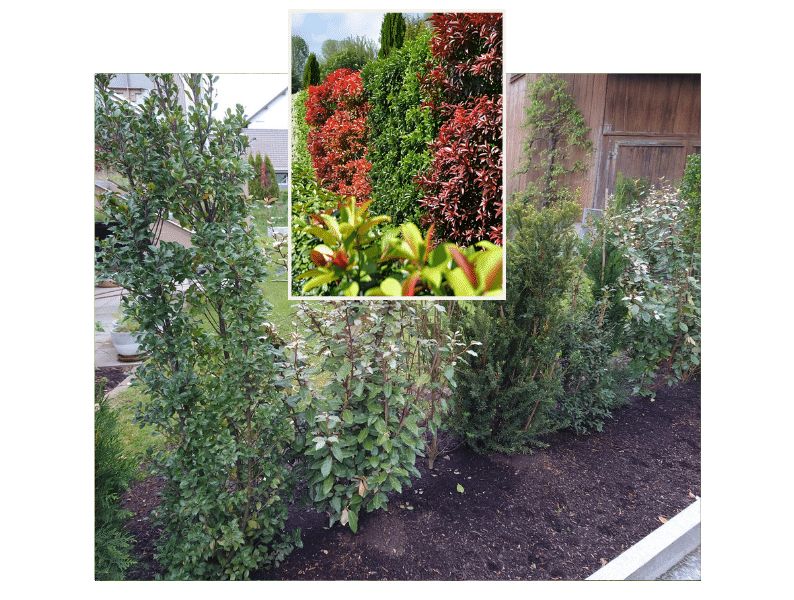 Vorteile von Mischhecken für Ihren Garten