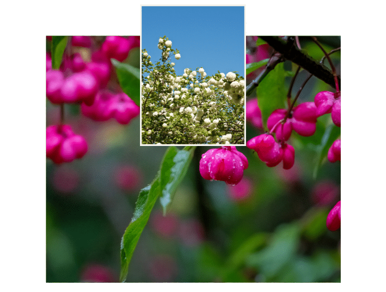 Pfaffenhütchen und Schneeball