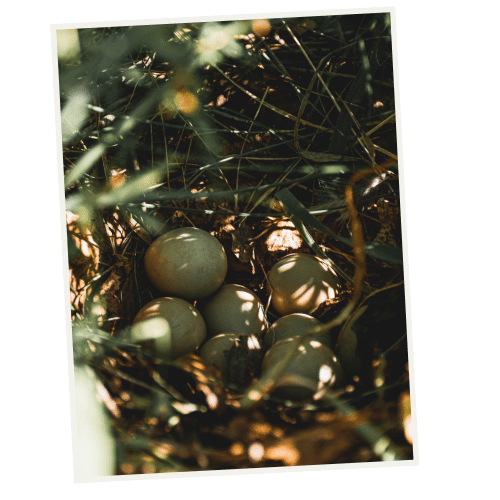 JOHO Garten AG | Heckenschnitt im Sommer