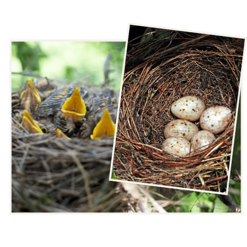 JOHO Garten AG | Heckenschnitt im Sommer