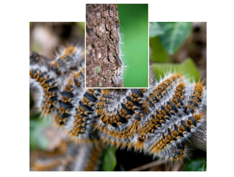 Eichenprozessionsspinner