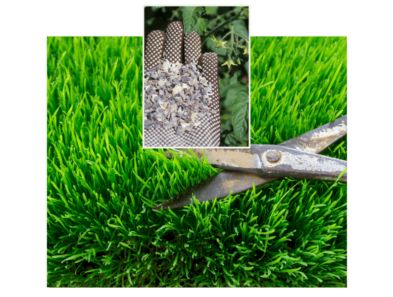 Rasenpflege mit organischer Düngung