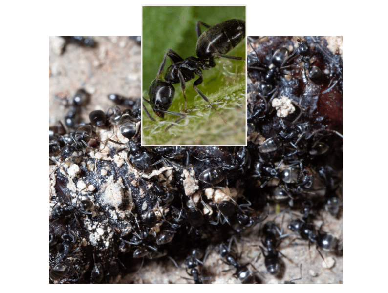 Tapinoma-Ameise