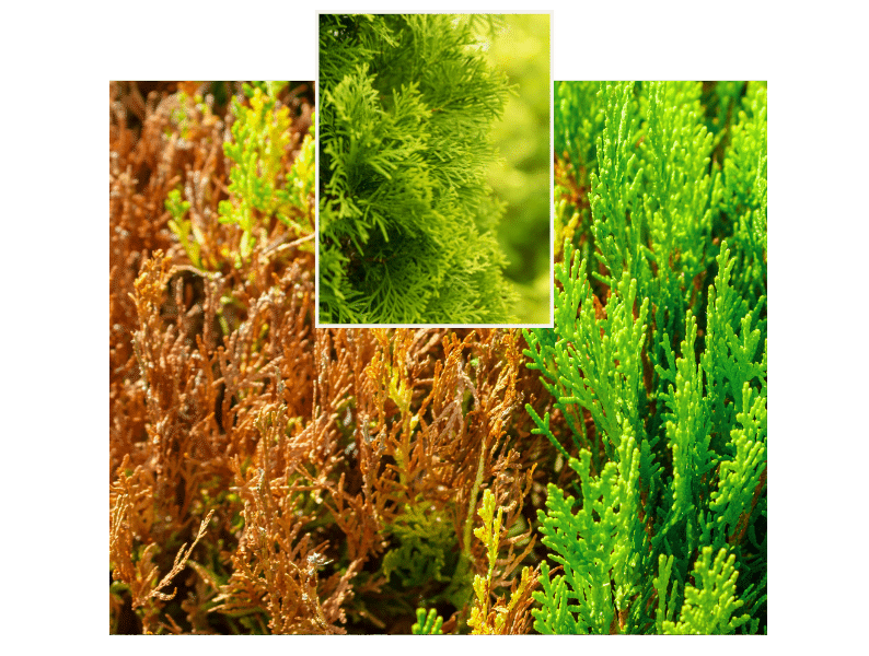 Thuja FAQ