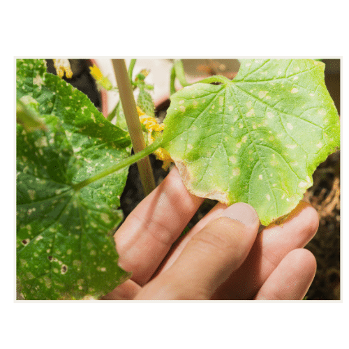 JOHO Garten AG | Pflanzenschutz mit ätherischen Ölen