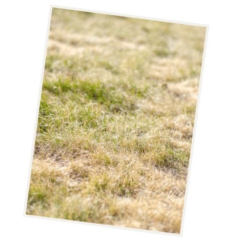 vertrockneten Rasen retten nach Hitze und Trockenheit im Sommer