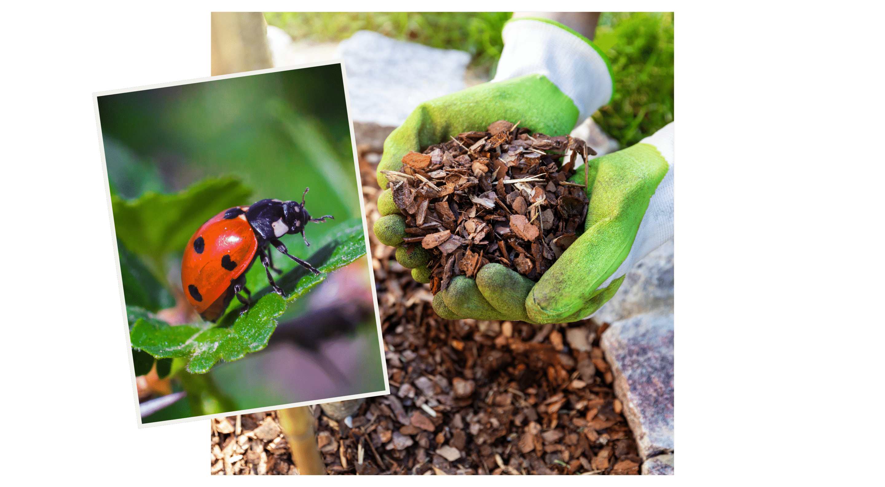 JOHO Garten AG | Garten-Newsletter