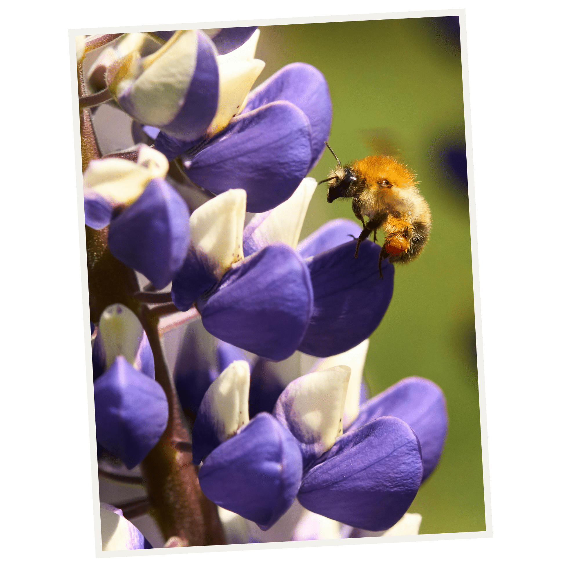 JOHO Garten AG | Gartenbau Wohlen AG