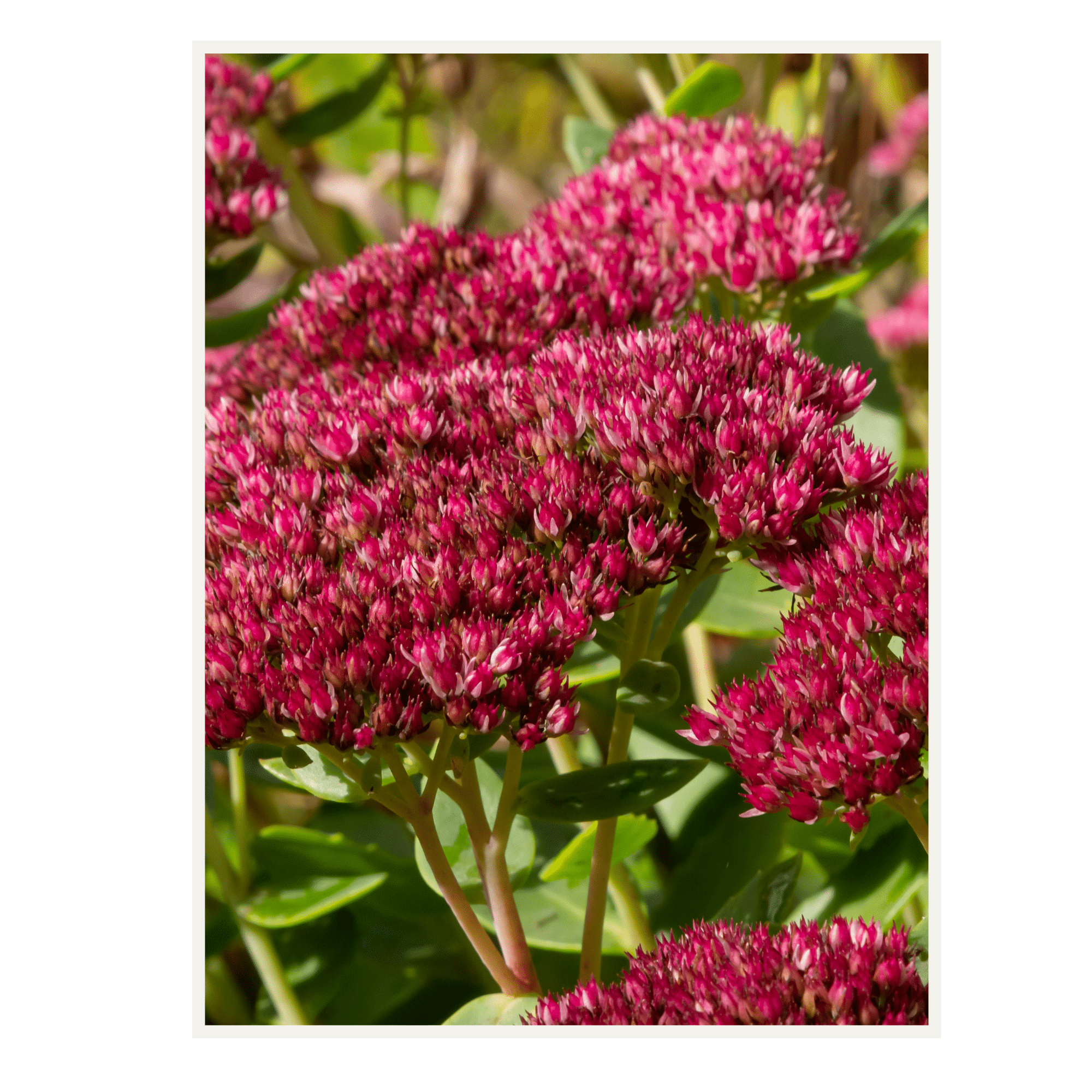 JOHO Garten AG | Gartenbepflanzung