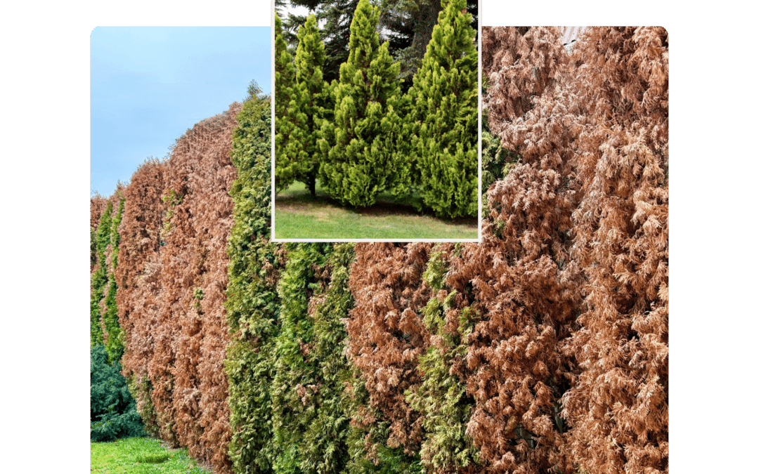 Thuja stirbt ab