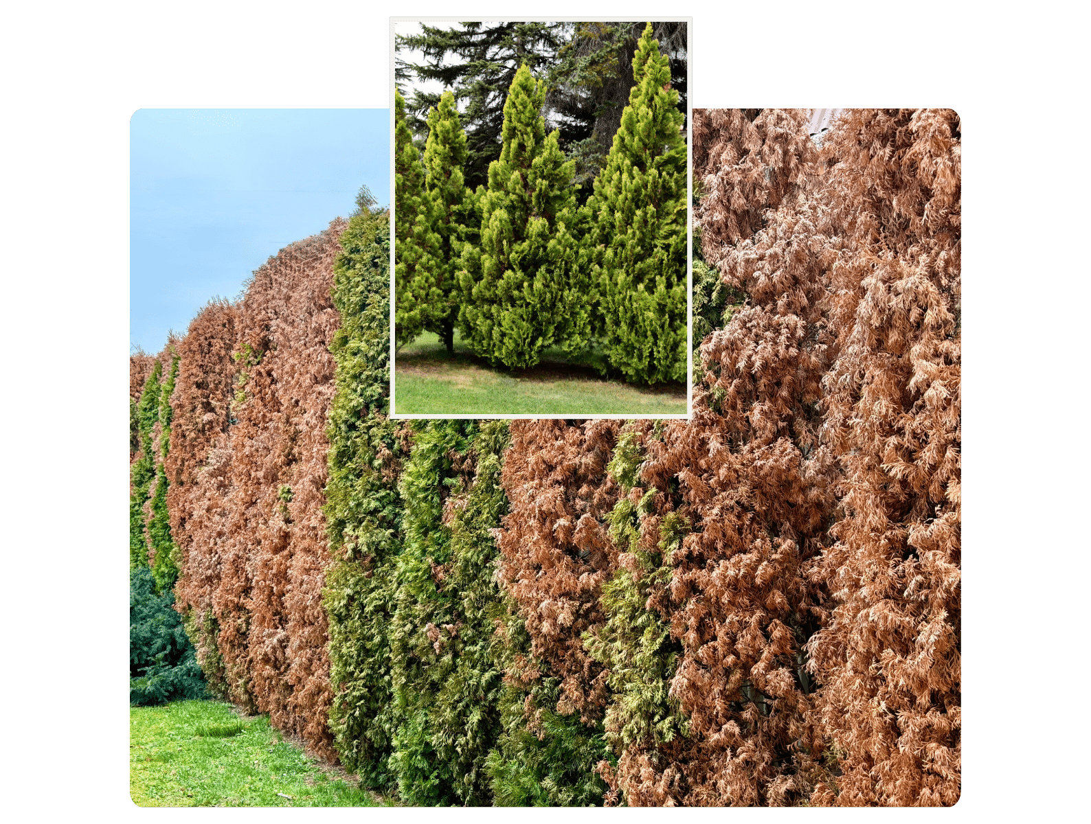 Thuja stirbt ab | JOHO Garten AG