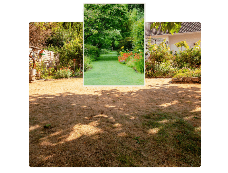 Garten nach dem Hitzesommer